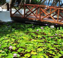 󥬥  ꥾    Angaga Island Resort & Spa